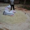 bagging maize from ffs farm